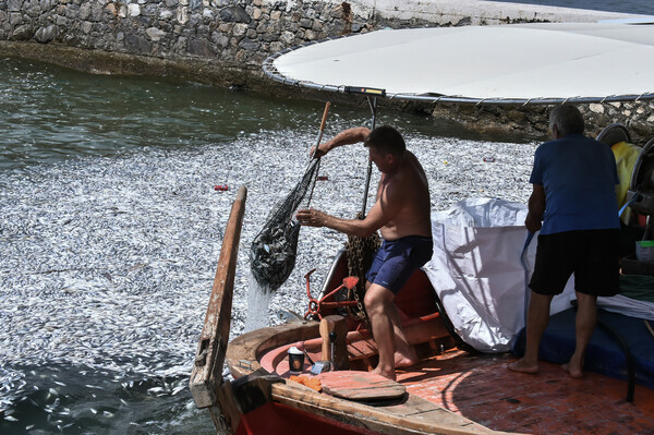 Βόλος: Εισαγγελική παρέμβαση για τα χιλιάδες νεκρά ψάρια – Υγειονομική «βόμβα» ο Παγασητικός