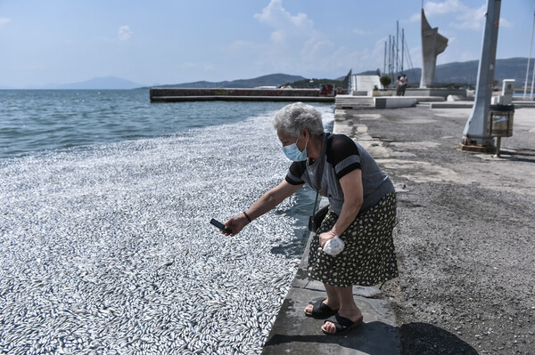 Βόλος: Εισαγγελική παρέμβαση για τα χιλιάδες νεκρά ψάρια – Υγειονομική «βόμβα» ο Παγασητικός