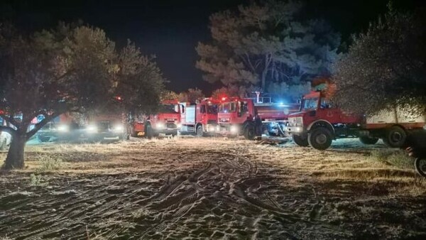 Ρόδος: Σκύλοι κάηκαν ζωντανοί μέσα σε παράπηγμα