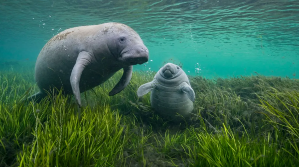 Εκπληκτικές εικόνες από τον διαγωνισμό Wildlife Photographer of the Year