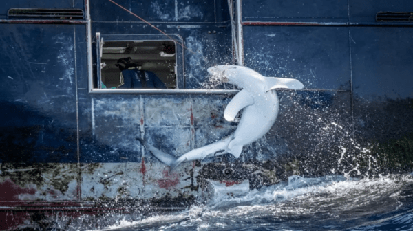 Εκπληκτικές εικόνες από τον διαγωνισμό Wildlife Photographer of the Year