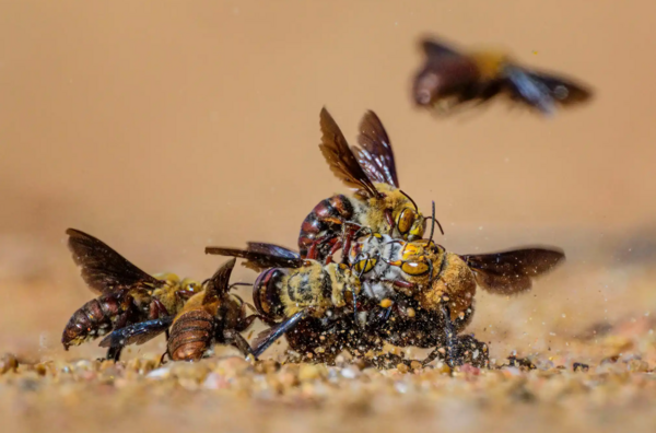 Εκπληκτικές εικόνες από τον διαγωνισμό Wildlife Photographer of the Year