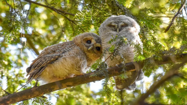 Εκπληκτικές εικόνες από τον διαγωνισμό Wildlife Photographer of the Year