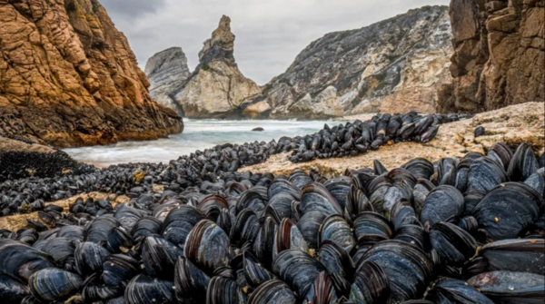 Εκπληκτικές εικόνες από τον διαγωνισμό Wildlife Photographer of the Year