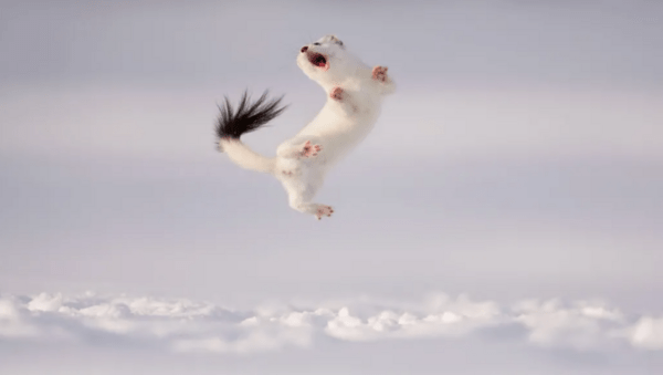 Εκπληκτικές εικόνες από τον διαγωνισμό Wildlife Photographer of the Year