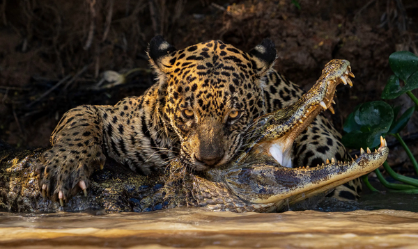 Εκπληκτικές εικόνες από τον διαγωνισμό Wildlife Photographer of the Year