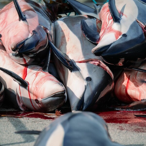 The sea was painted red again in the Faroe Islands - 130 dolphins slaughtered in one day