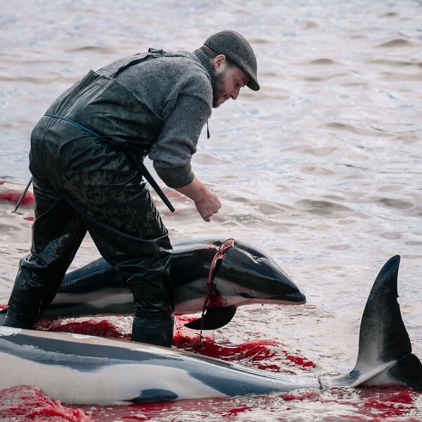 The sea was painted red again in the Faroe Islands - 130 dolphins slaughtered in one day