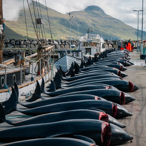 The sea was painted red again in the Faroe Islands - 130 dolphins slaughtered in one day