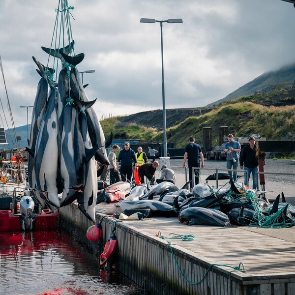 The sea was painted red again in the Faroe Islands - 130 dolphins slaughtered in one day