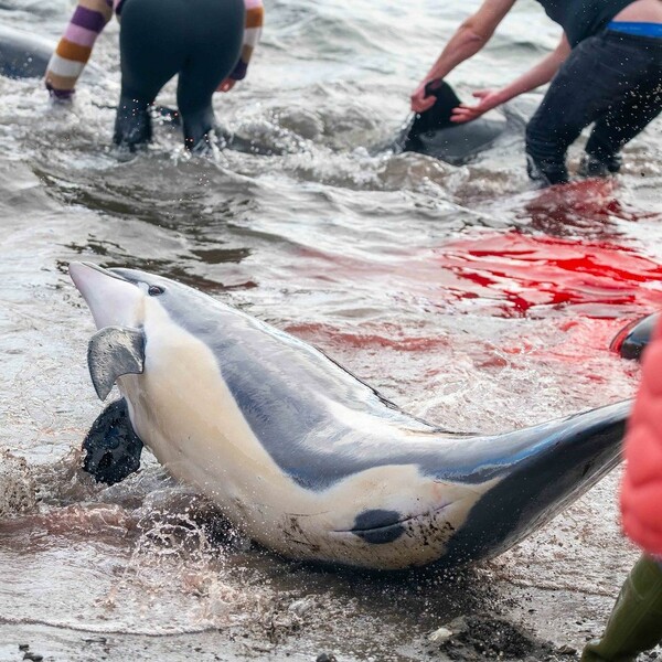 The sea was painted red again in the Faroe Islands - 130 dolphins slaughtered in one day