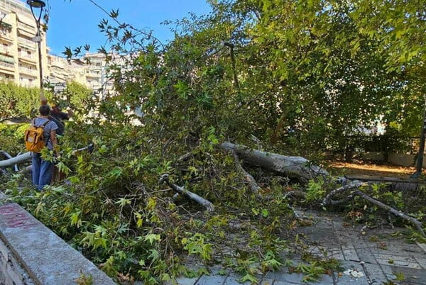 Θεσσαλονίκη: Δέντρο έπεσε πάνω σε άνδρα στο κέντρο της πόλης