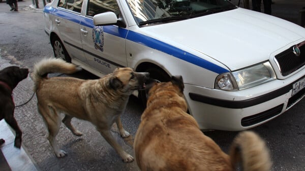 Αγέλη αδέσποτων σκύλων επιτέθηκε και δάγκωσε 5χρονο στον Βόλο