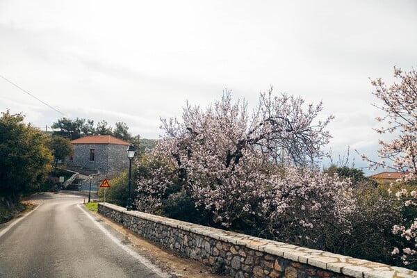 «Σε μια βόλτα μου στο Μαίναλο στρίβω το κεφάλι και ξαφνικά αντικρίζω έναν πίνακα του Μονέ»