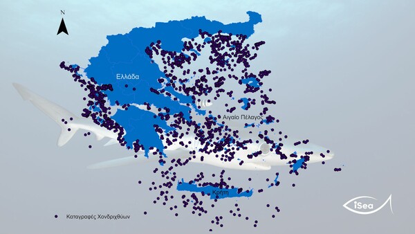 Γεμάτες καρχαρίες και σαλάχια οι ελληνικές θάλασσες