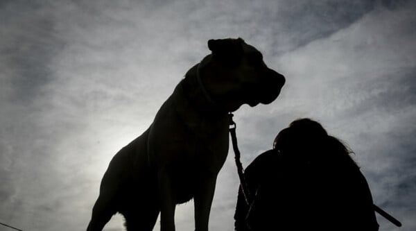 Θεσσαλονίκη: Συνελήφθη 68χρονη στην Περαία - Την κατήγγειλαν ότι το σκυλί της επιτέθηκε σε 2 παιδιά