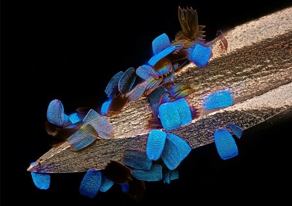 Διαγωνισμός φωτογραφίας Nikon Small World: Εντυπωσιακές εικόνες από τον μικρόκοσμο γύρω μας