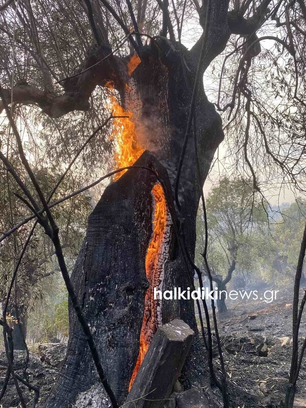 Φωτιά στη Χαλκιδική: Καίγονται ελαιόδεντρα κοντά σε οικισμούς