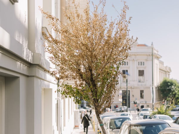 Δεν πεθαίνουν μόνο οι μουριές στην Αθήνα. Tώρα πεθαίνουν και οι όμορφοι συριακοί Ιβίσκοι