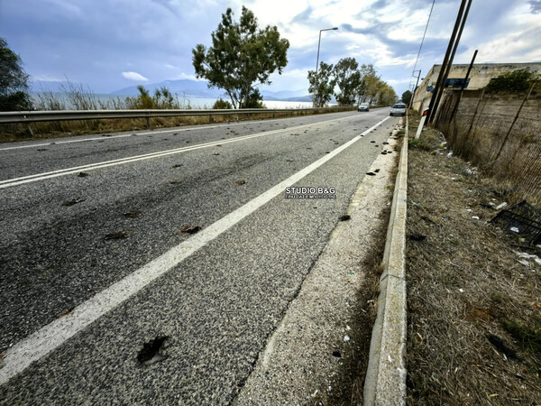 Αργολίδα: Νεκρά πουλιά βρήκαν περαστικοί - Σκληρές εικόνες