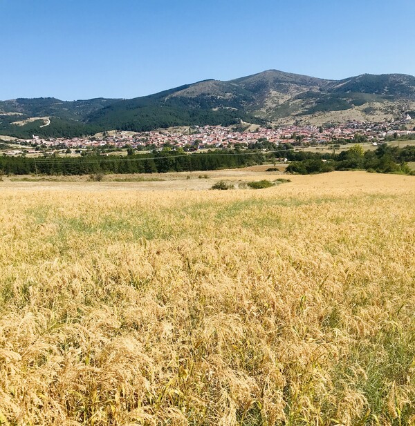 Η καθημερινότητα μιας νέας αγρότισσας στη Δεσκάτη Γρεβενών