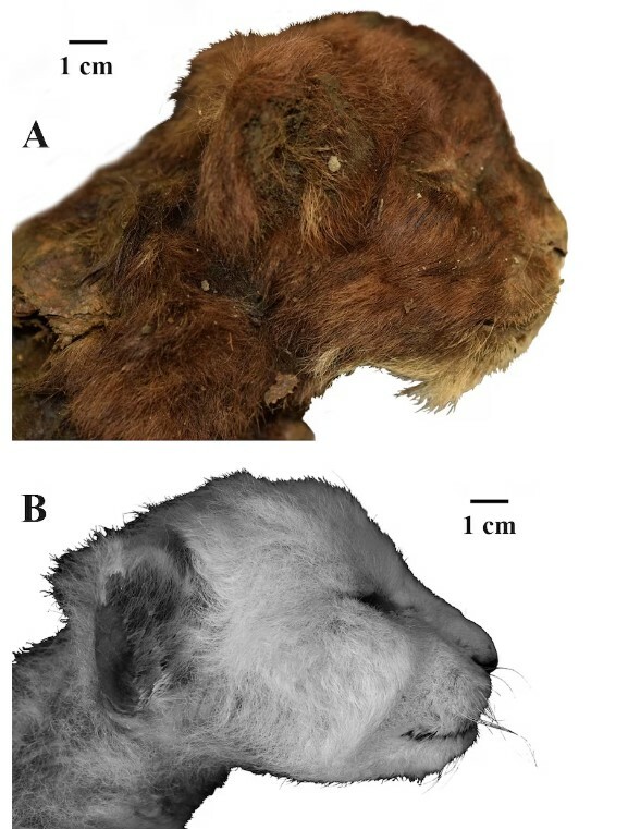 Ανακάλυψαν «γατάκι» 35.000 ετών, παγωμένο στη Σιβηρία