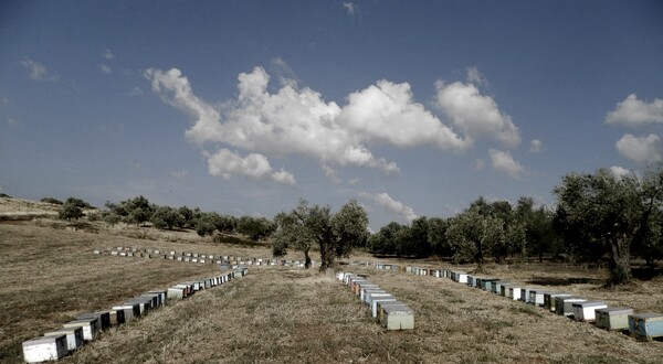 Ο Βασίλης πραγματοποίησε το μεγάλο του όνειρο και άφησε την Αθήνα για το χωριό της μητέρας του, την Κλειτορία, κόντρα σε όλους όσοι προσπαθούσαν να τον μεταπείσουν