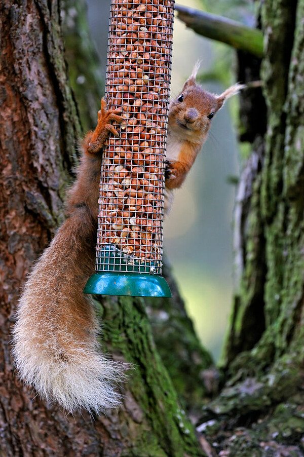 Squirel AI: Έφτιαξαν πρόγραμμα ΑΙ.. για να δίνει αντισυλληπτικά σε σκίουρους