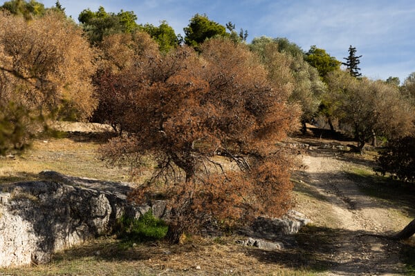 Λόφος Φιλοπάππου: Νεκρά δέντρα, παραίτηση και παρακμή