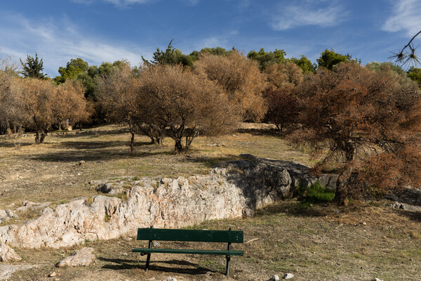 Λόφος Φιλοπάππου: Ξερά δέντρα, παραίτηση και παρακμή