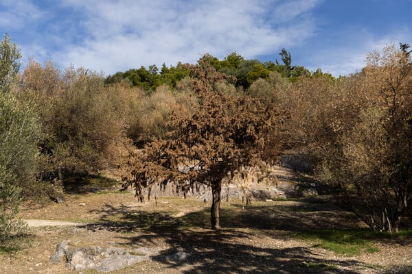 Λόφος Φιλοπάππου: Νεκρά δέντρα, παραίτηση και παρακμή