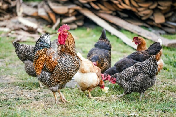 Η Βρετανία προετοιμάζεται για πιθανή πανδημία γρίπης των πτηνών