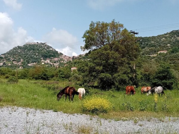 Η Στέφανι πήγε μια βόλτα στην Καρύταινα, και αποφάσισε να μείνει