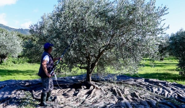 Ελαιόλαδο: Γιατί κοστίζει 4,60 ευρώ στο χωράφι και 14 στο ράφι