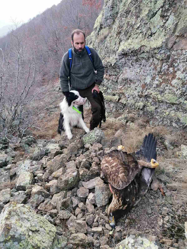 Εντοπίστηκε νεκρή οικογένεια σπάνιων Χρυσαετών στην Ξάνθη