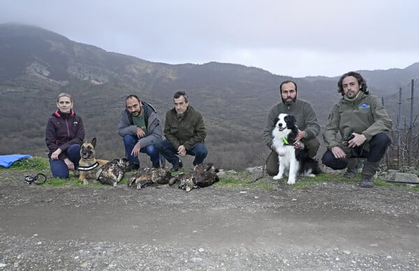 Εντοπίστηκε νεκρή οικογένεια σπάνιων Χρυσαετών στην Ξάνθη