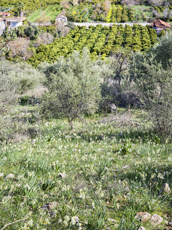 Μανουσάκια πάνω από μυκηναϊκούς τάφους