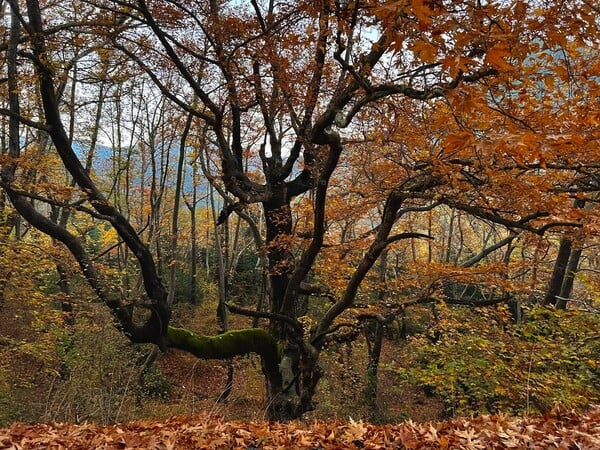 «Τα Άγραφα είναι ό,τι πιο ατόφιο και αληθινό έχει απομείνει στην Ελλάδα»