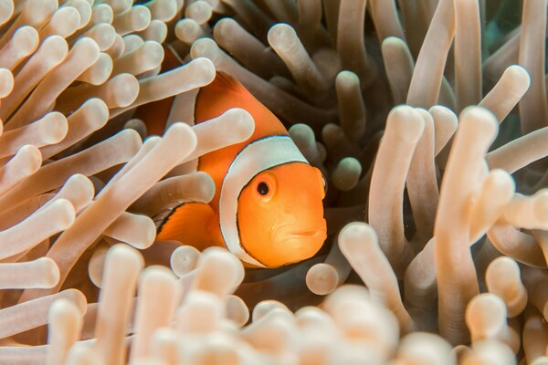 COP16: Περισσότερες από τις μισές χώρες αδιαφορούν για τις δεσμεύσεις για το περιβάλλον