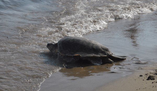 Μαραθωνήσι: Κίνδυνο για την Caretta caretta από οικοδομικές εργασίες, καταγγέλλουν οργανώσεις