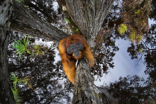 Οι νικητές και οι φιναλίστ του Nature Photography Contest 2024