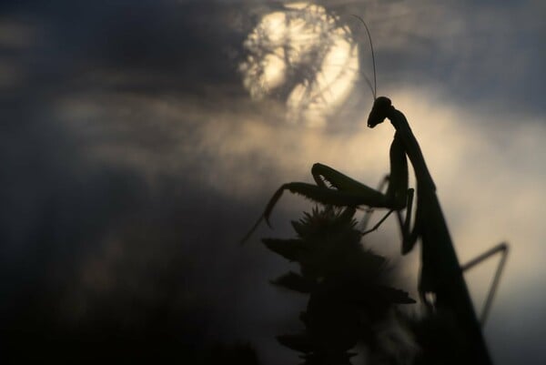 Οι νικητές και οι φιναλίστ του Nature Photography Contest 2024