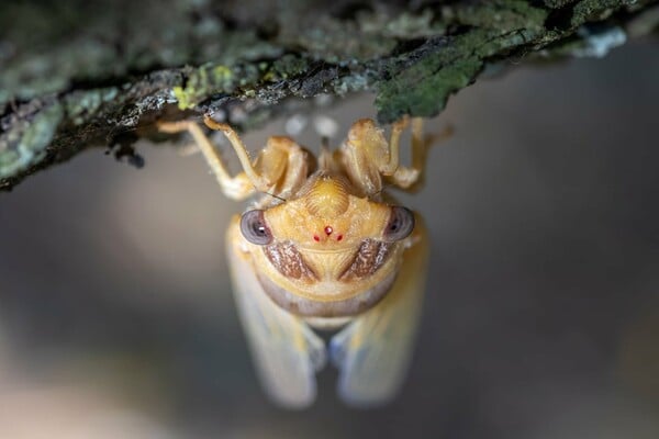 Οι νικητές και οι φιναλίστ του Nature Photography Contest 2024