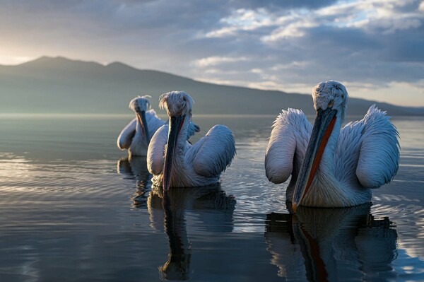 Οι νικητές και οι φιναλίστ του Nature Photography Contest 2024