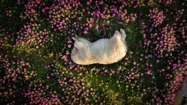 Οι νικητές και οι φιναλίστ του Nature Photography Contest 2024