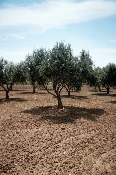 Μικρή ξενάγηση στα άδυτα της μοναστηριακής κουζίνας με οδηγό την Πάολα Ψαρρού