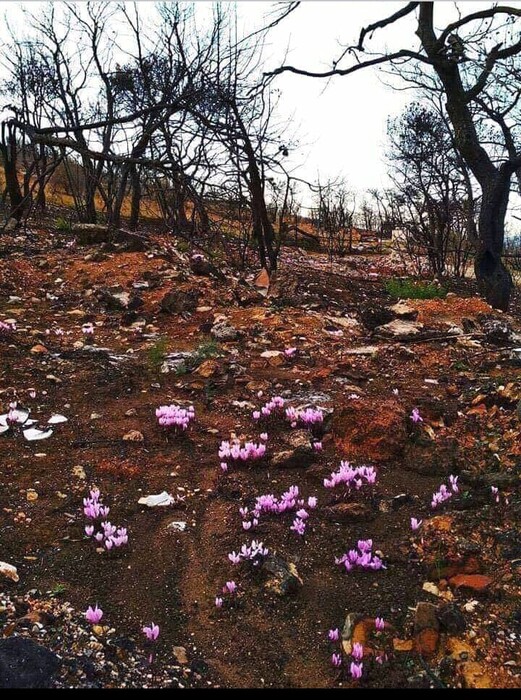 Κυκλάμινα στο Μάτι. Και λοιπόν;