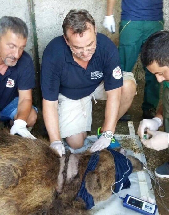 Οι πιο θλιμμένες αρκούδες της Ευρώπης είναι πια ελεύθερες να απολαμβάνουν τη ζωή