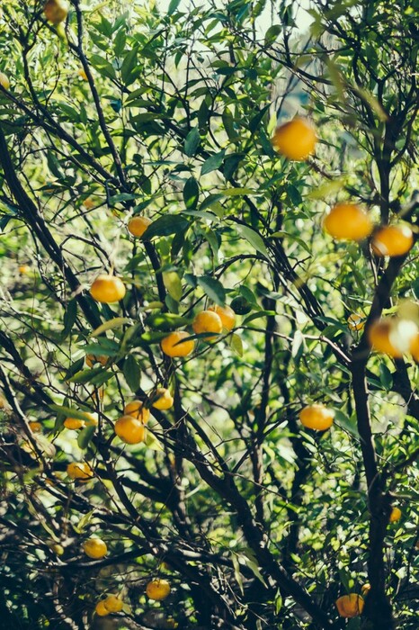 Επίσκεψη στο έρημο Λεπροκομείο της Χίου