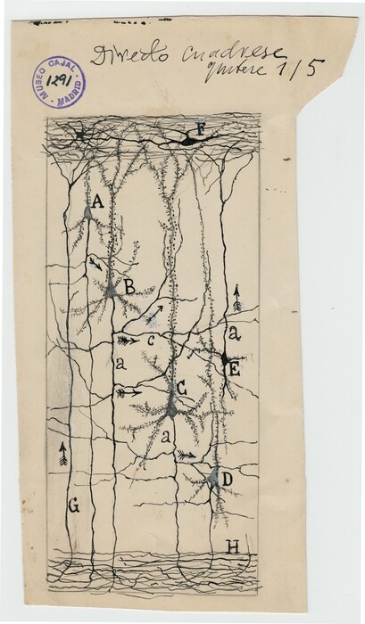 Santiago Ramón y Cajal, ο νομπελίστας ιατρικής που εικονογραφούσε υπέροχα